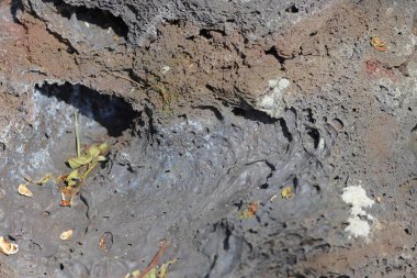 Toprağın yüzeyi bir çamur tabakasıyla kaplıdır..