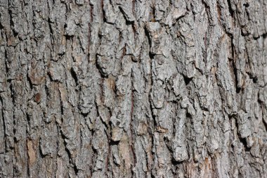 Ağaç kabuğu, yakın plan, arkaplan, doku