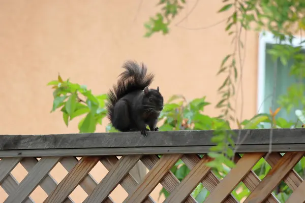 Siyah sincap parkta çitin üstünde oturuyor.