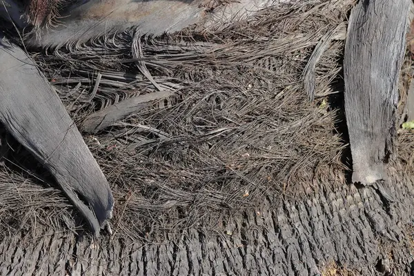 Ormandaki yangından sonra yanmış palmiye yapraklarını kapatın..