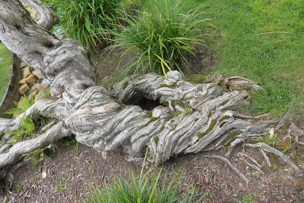 Bahçedeki yaşlı ağaç. Köklere yakın çekim.