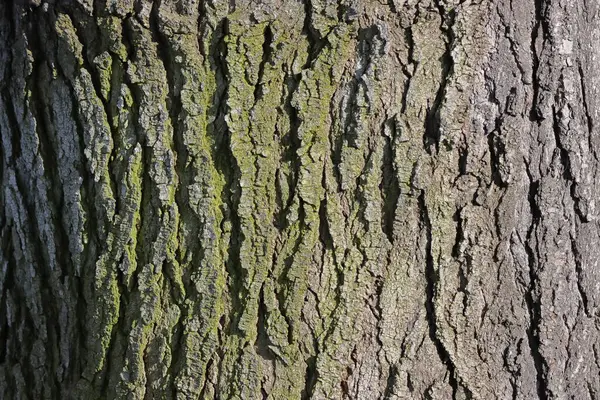 Kabuk dokusu. Ağaç kabuğu dokusu. Ağaç kabuğu arka planı. Ağaç kabuğu dokusu. Ağaç kabuğu dokusu. Ağaç kabuğu arkaplanı.