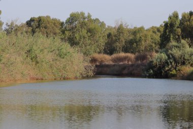 Nehir kıyısındaki orman ve nehir. mavi gökyüzü