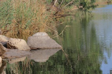 River with reflections of trees and grass in the water, natural background