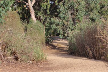 Gravel road in the eucalyptus forest in Israel.
