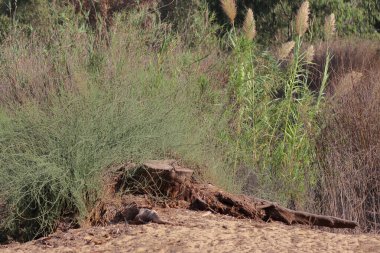 İsrail çölünde kuru sazlıklar.