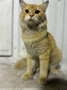 Şirin bir kedinin portresi