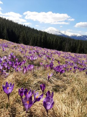 A beautiful day in nature.Outdoor recreation.Mountains. Air.
