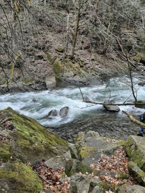 Ormanda yürü. Güzel bir gün. Bahar. Mavi Göl.