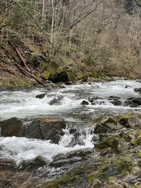 Ormanda yürü. Güzel bir gün. Bahar. Mavi Göl.