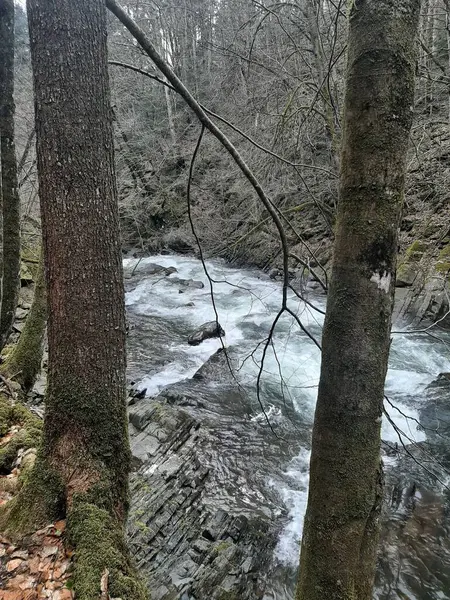 Ormanda yürü. Güzel bir gün. Bahar. Mavi Göl.