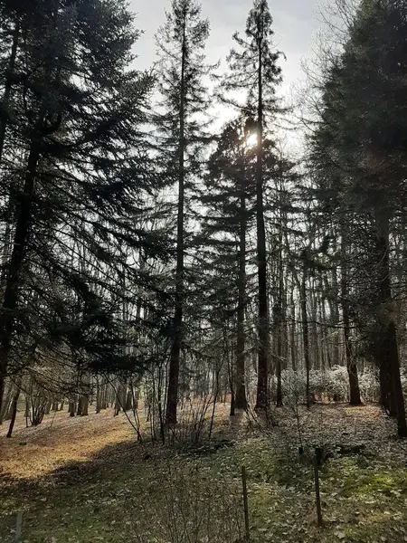 Ormanda yürü. Park et. Bahar. Hava güzel..