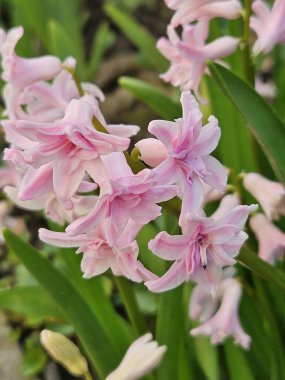 Bahçemde çiçekler var. Bahar en iyi zamandır..