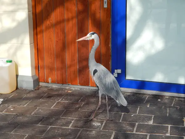 Yürüyüşe çıkmış önemli bir kuş..