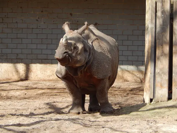 Büyük hayvanat bahçesi. Doğa, bahar, hayvanlar..