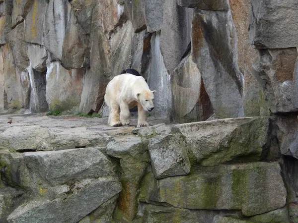 Büyük hayvanat bahçesi. Doğa, bahar, hayvanlar..