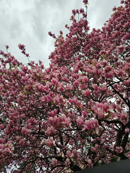 Manolya çiçeği zamanı. Bahar, umut zamanı..