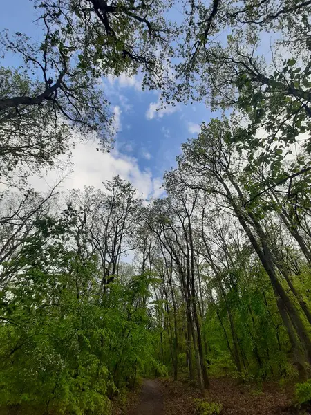 Güzel bir günde ormanda bir yürüyüş..
