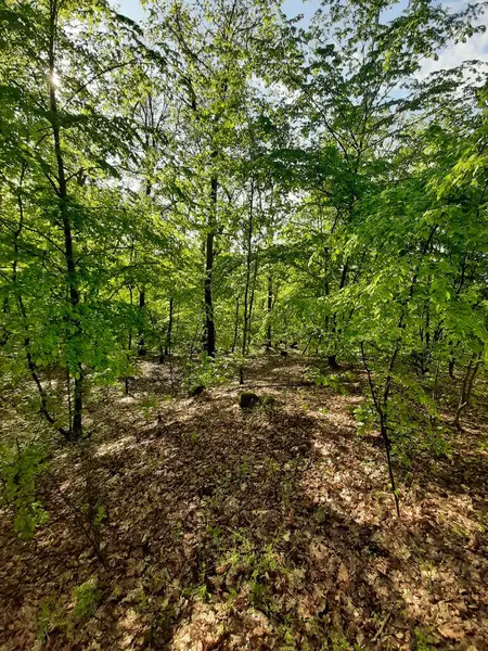 Güzel bir günde ormanda bir yürüyüş..