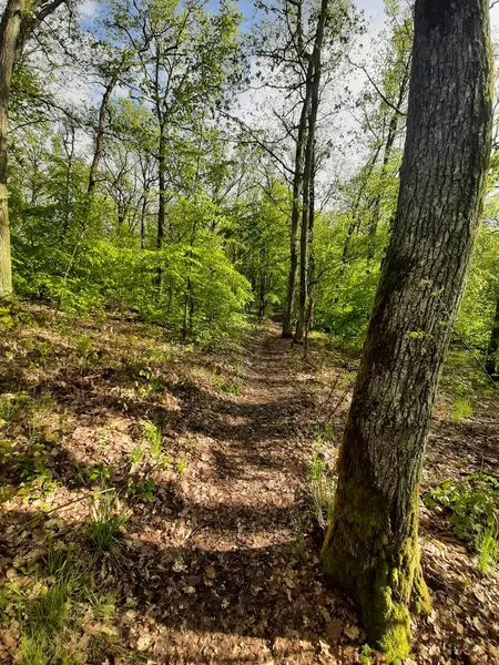 Güzel bir günde ormanda bir yürüyüş..