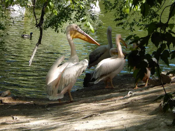 Pelikanlar önemli bir şekilde yürüyor. Hayvanat bahçesi.