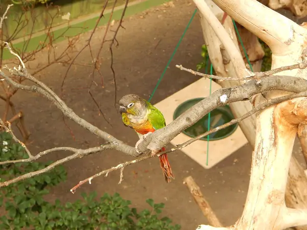 Yalnız Papağan. Egzotik kuşlar.