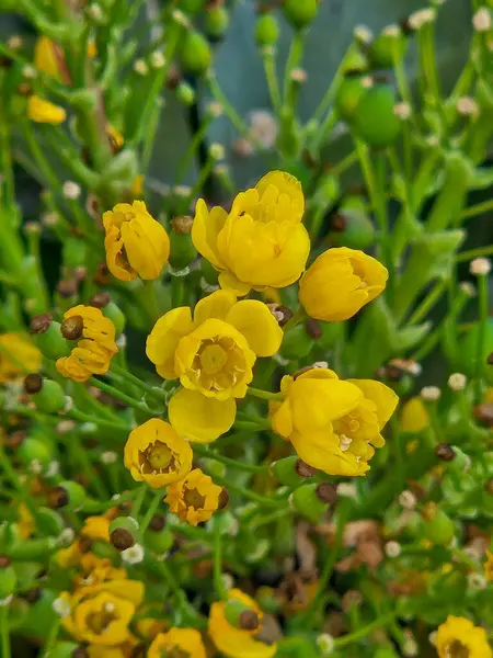 Doğa, bahçe, sarı çiçekler parkta..