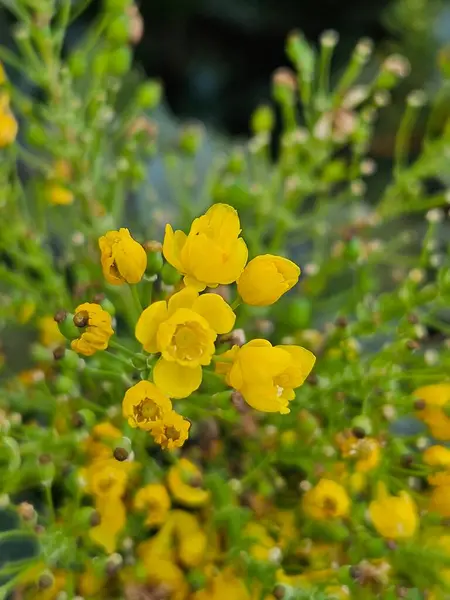 Doğa, bahçe, sarı çiçekler parkta..