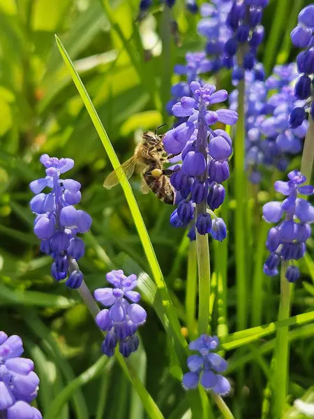 Çiçekler, güneşli bir gün, doğa, bahçe, arı.