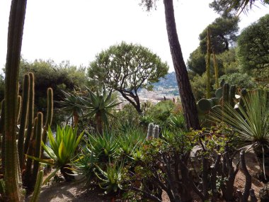 Malaga şehrindeki bir botanik bahçesinin manzarası.