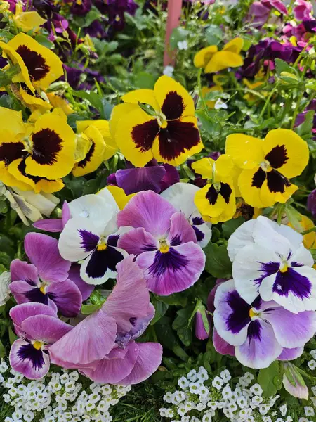 Bahçedeki güzel çiçekler