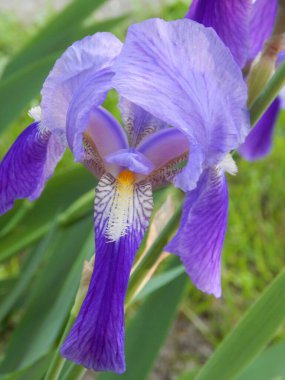 Bahçede süsen çiçekleri var. Kokusu tüm bahçe için..