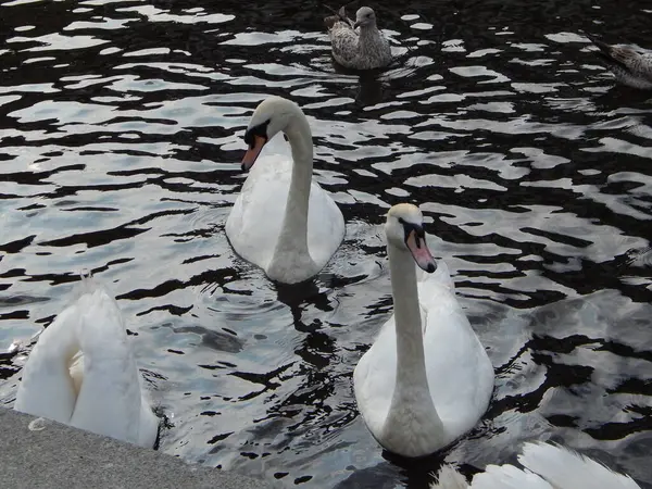 Gölde yüzen beyaz kuğular.