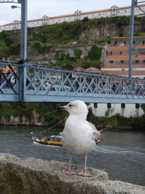 Portekiz, Portekiz 'de bir martı.