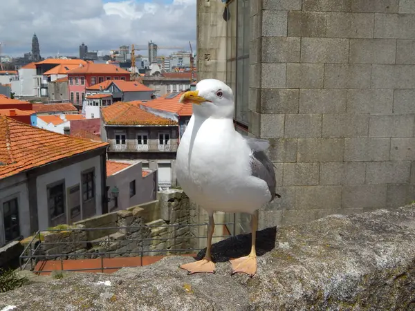 Porto, Portekiz - şehir merkezi manzarası
