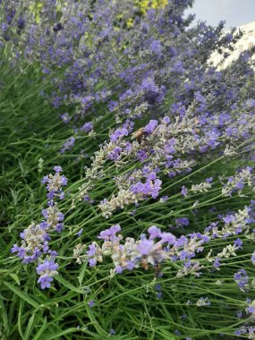 Bahçedeki bahçede lavanta çiçeği 