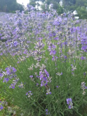 Bahçedeki güzel çiçekler