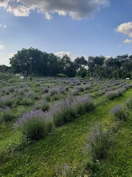 Bahçedeki güzel çiçekler
