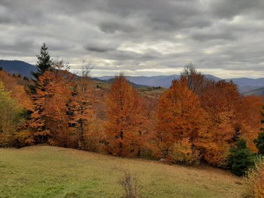 Ağaçlı ve ormanlı güzel dağ manzarası