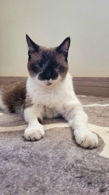 Siyam kedisi, çarpıcı mavi gözleriyle rahat bir şekilde bej ve kahverengi desenli bir halının üzerinde dinleniyor..