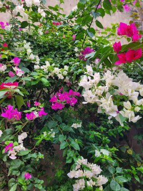 Pembe, beyaz ve mor çiçekleri de içeren renkli bujilerin gür ve canlı bir görüntüsü, yemyeşil yaprakların arka planına karşı, bahçe duvarına canlı ve ferahlatıcı bir zemin oluşturur..