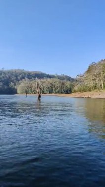 Kerala, Hindistan 'da mavi bir Periyar gölünde tekne gezisi. Periyar Kaplan Koruma Alanı, tapınağın yakınındaki gölde 1,5 saatlik tekne gezisi teklif ediyor. Mavi arka plan, güneşli bir günde su, orman ve gökyüzüne sahip.