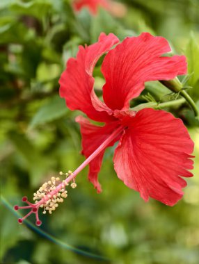 Canlı kırmızı amber çiçeği, arka planda yumuşak yeşil yeşillik, tropik güzelliği ve doğal zarafeti sembolize ediyor.