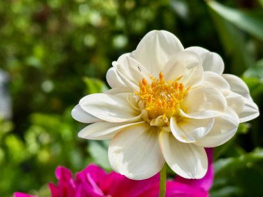Canlı bir Dahlia Pinnata çiçeği, yemyeşil ve parlak ışıkta bulanık elementlerle çevrili, doğanın narin güzelliğini gözler önüne seriyor..