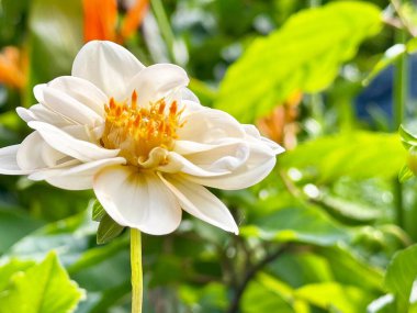 Çiçek açmış bir Dahlia Pinnata çiçeğinin yakın çekimi yemyeşil, güneşli bir günde doğanın güzelliğini yakalıyor..