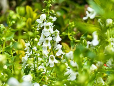 Sideritis Hyssopifolia, bitki çayı ve baharat olarak da bilinen, bitki ilacı olarak bilinen bir bitki bitki türüdür..