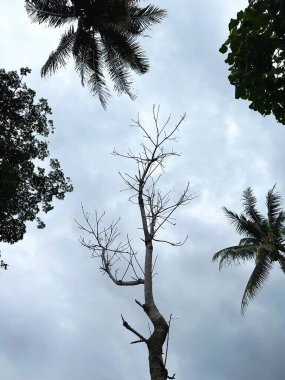 Tropikal ağaç siluetlerinin sakin bir görüntüsü, gri gökyüzüne karşı manzaralı doğanın güzelliğini vurguluyor, doğal bir çevrede sükunet ve içgözlem uyandırıyor..