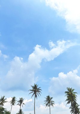 Beyaz kabarık bulutlar ve tropikal titreşimler uyandıran, parlak mavi gökyüzünün altındaki uzun palmiye ağaçlarının huzurlu manzarası..