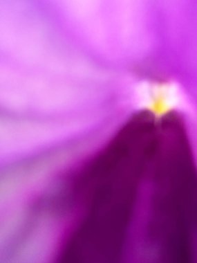 Yumuşak gradyanlar ve sıcak merkez tonları içeren mor bir çiçeğin yakın plan bulanık görüntüsü. Görsel olarak çekici bir fotoğraf barış ve estetik değerleri çağrıştırıyor..