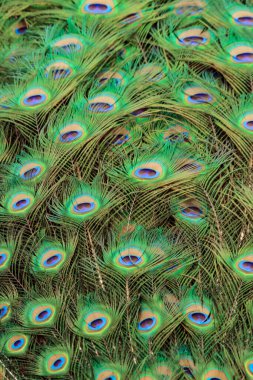 Peacock 's Tail' in Parlak Renkli Plumage fotoğrafı. Yumuşak Tavuskuşu Tüylerinin Üst Görünümü.